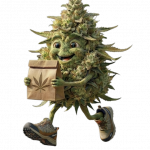 BudXpress